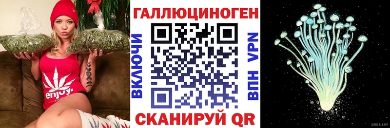 Купить где Болгар Псилоцибиновые грибы Psilocybine cubensis